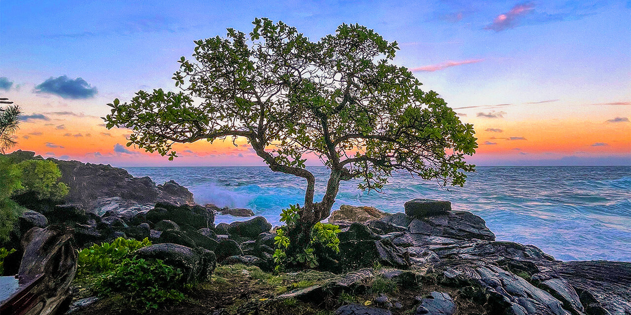 A tree growing in a rocky shoreline