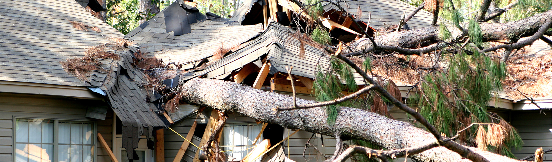 Tree fallen onto house damaging roof.