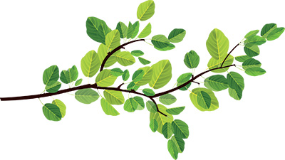 tree limb